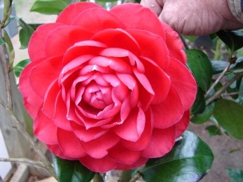 Camellia camelia kamelia czerwona C2 na Arena.pl