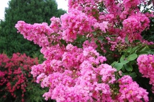 Lagerstroemia różowa Seaburn 20-40cm C2 na Arena.pl