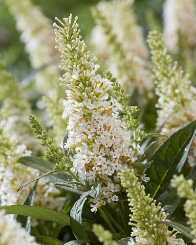 Budleja Dawida 'Butterfly Candy Little White' Karłowata Mała (Buddleja) na Arena.pl