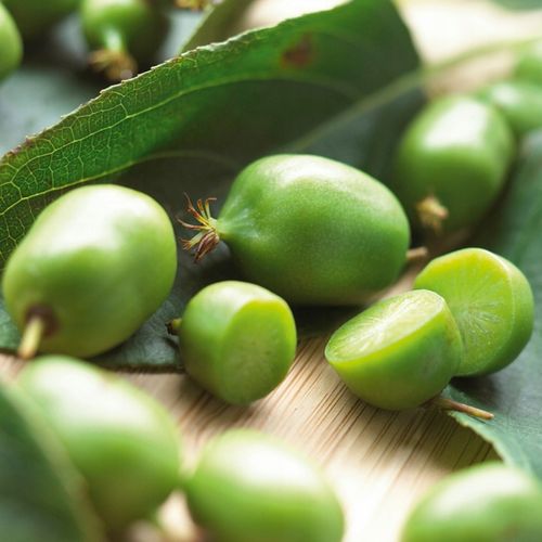 MINI KIWI Aktinidia ISSAI SAMOPYLNE obupłciowa sadzonka SMACZNE owoce na Arena.pl