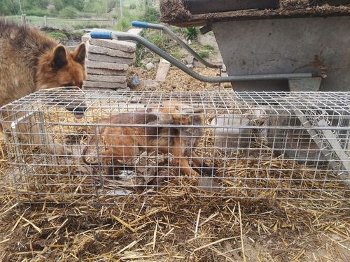ZYWOŁAPKA PUŁAPKA NA KUNY LISY KOTY BOBRY WYDRY na Arena.pl
