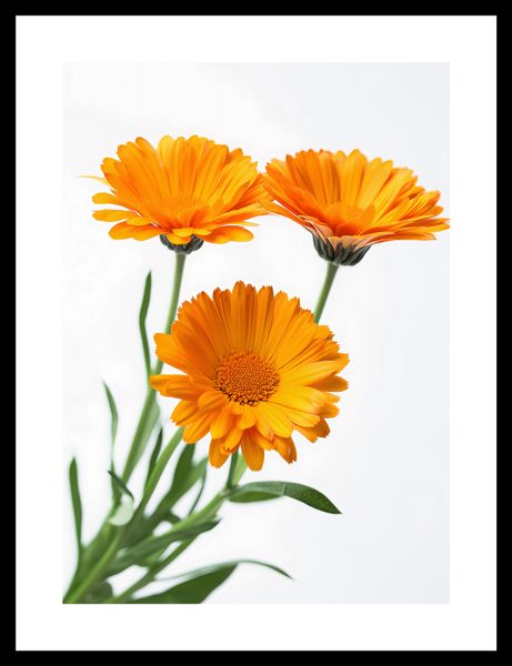 Plakat 25x35cm Słoneczne Kalendule zdjęcie 3