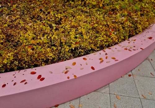 Tawulec pogięty 'Crispa' Zielony Dywan Zadarnia (Stephanandra incisa) 2.0L na Arena.pl