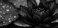 Plakat 91,3x44,5cm Lotos w Czerni