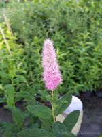 Tawuła Douglasa oczko wodne żywopłot szpaler