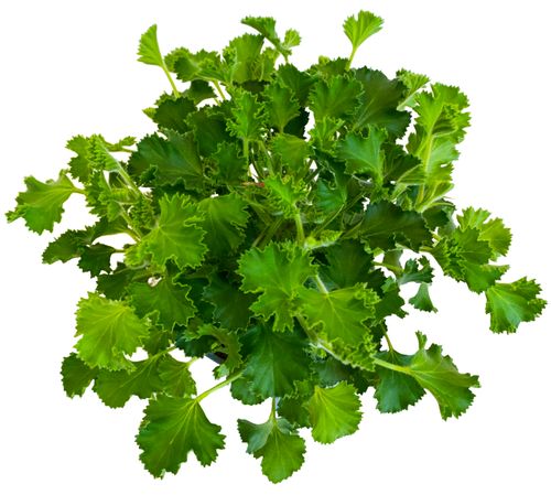GERANIUM ANGINKA PACHNĄCA (CYTRYNOWA)  20cm na Arena.pl
