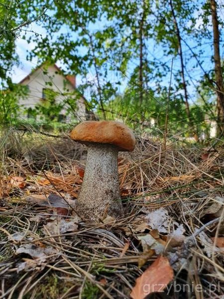 Grzybnia grzyby leśne KOŹLARZ BABKA zdjęcie 4