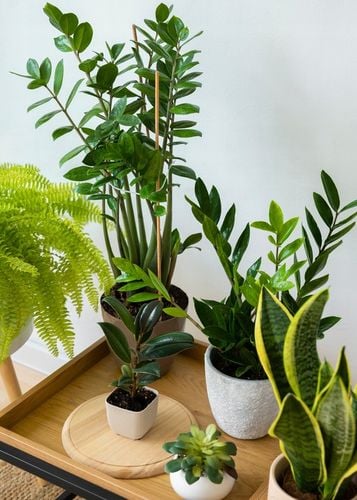 PODŁOŻE DO KWIATÓW ROŚLIN i PALM ZIEMIA UNIWERSALNA Z NAWOZEM COMPO na Arena.pl