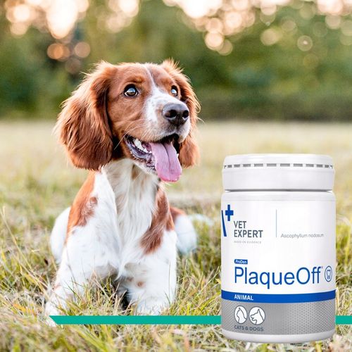 Proszek do zębów preparat dla psów i kotów Vet Expert Plaque Off 20 g na Arena.pl