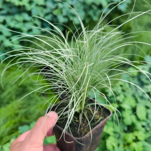 Turzyca włosista FROSTED CURLS Srebrzysta trawa Zimozielona Sadzonki P9 na Arena.pl