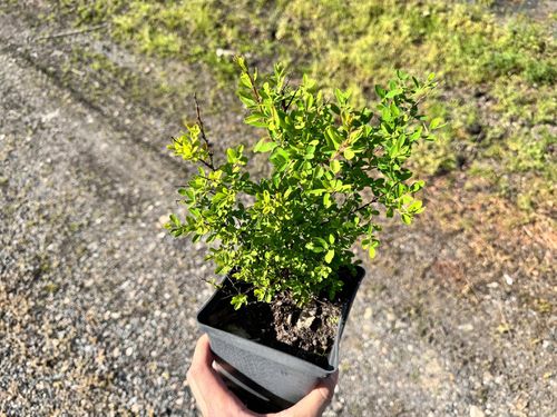 Tawuła nippońska 'White Carpet' (Spiraea nipponica) Doniczka 2.0L na Arena.pl