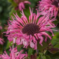 Pysznogłówka ogrodowa  Bee-Lieve - Monarda hybrida