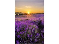 product-compare-58682245