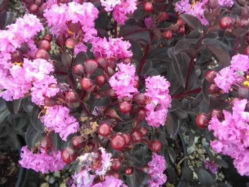 Lagerstroemia Black Diamond Shell Pink 40-60cm C2 na Arena.pl