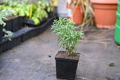 Ubiorek zawszezielony Fishbeck - Iberis sempervirens na Arena.pl