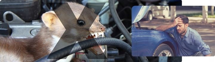 SAMOCHODOWY ODSTRASZACZ GRYZONI KUN SZCZURÓW MYSZY SKUTECZNY I BEZPIECZNY zdjęcie 8