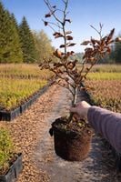 Buk purpurowy sadzonki na żywopłot - Fagus sylvatica purpurea w doniczce