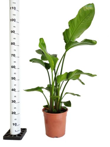 STRELICJA BIAŁA NICOLAI 110cm na Arena.pl