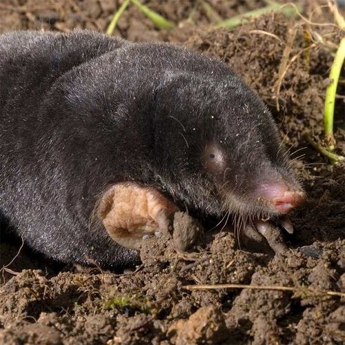 bros - karbid granulowany 1kg na Arena.pl