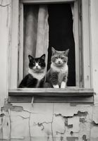 Plakat 68x98cm Para w Oknie