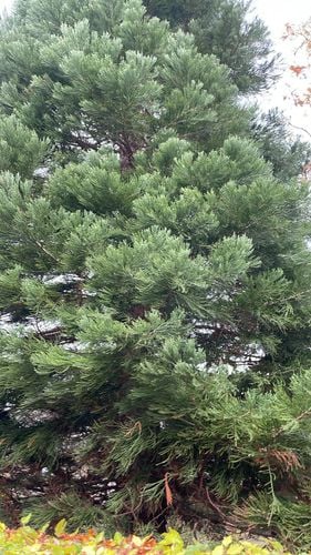 Mamutowiec Olbrzymi – Sequoiadendron giganteum – 20/30cm DONICZKA na Arena.pl