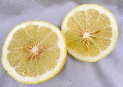 CYTRYNA SKIERNIEWICKA Cytrus na Arena.pl