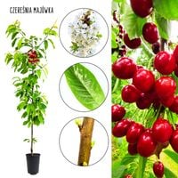 Czereśnia Majówka soczyste owoce mrozoodporna 100-150 cm