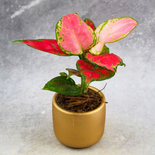 AGLAONEMA Pinky Promise DØ6cm Łatwa w uprawie. Idealna na prezent na Arena.pl