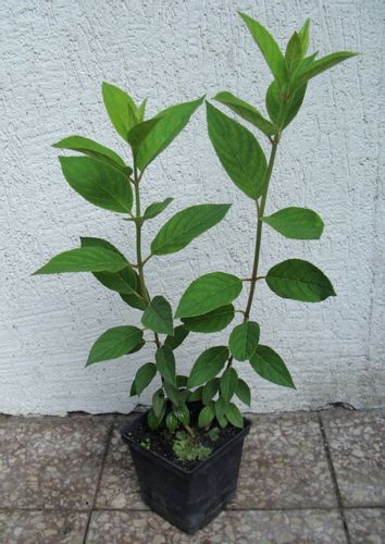 HORTENSJA MAGICAL CANDLE - sadzonki w doniczkach na Arena.pl