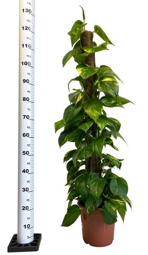 EPIPREMNUM ZŁOCISTE 120 cm na Arena.pl