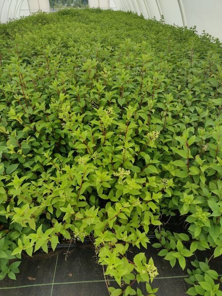 Hortensja Bukietowa GRANDIFLORA 20-40cm Wysoka Sadzonka zdjęcie 5