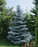 ŚWIERK SREBNY Pakiet 10 sztuk - sadzonki 20 / 30 cm