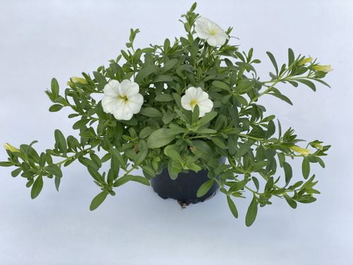 Million Bells White Calibrachoa BIAŁY sadzonki na Arena.pl