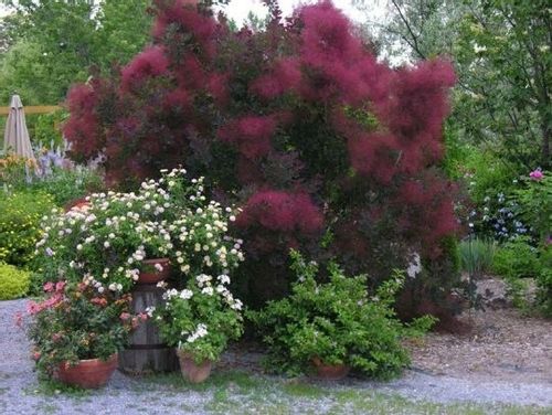 Perukowiec Royal Purple 60-80cm C2 na Arena.pl