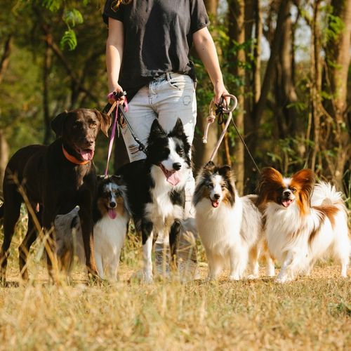 WORECZKI NA PSIE ODCHODY BIODEGRADOWALNE WORKI NA KUPY BIO + ETUI 765 sztuk na Arena.pl