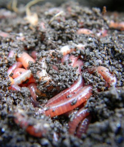 Ziemia do Kwiatów Podłoże do Monstery 20L Juka Bio Bigos Lekkie na Arena.pl