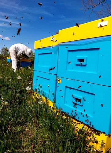MIÓD LIPOWY - 1,2KG - PASIEKA KASZUBSKA na Arena.pl