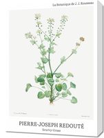 Obraz 50x70cm Design Scurvy-Grass, Redoute Vintage do Salonu
