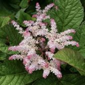 Rodgersja Pierzasta 'White' (Rodgersia pinnata)