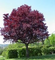 GK ŚLIWA WIŚNIOWA PISSARDI SZCZEPIONA PURPUROWE LIŚCIE 80 CM.