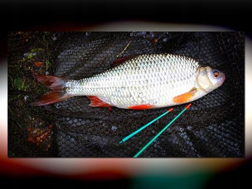 BAT MISTRALL ZINO COMPETITION POLE 6m / 10-30g na Arena.pl