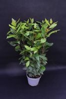 product-compare-61688090