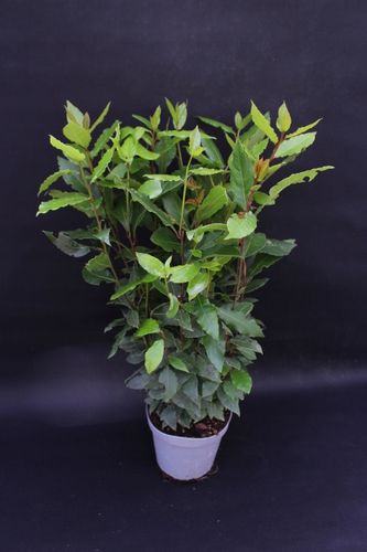 Liść LAUROWY OLBRZYM GĘSTY DUŻY Laur Wawrzyn na Arena.pl