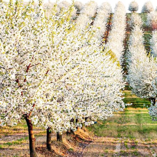 SADZONKI DRZEWKA OWOCOWE ŚLIWA WĘGIERKA ZWYKŁA SAMOPYLNA ODMIANA na Arena.pl