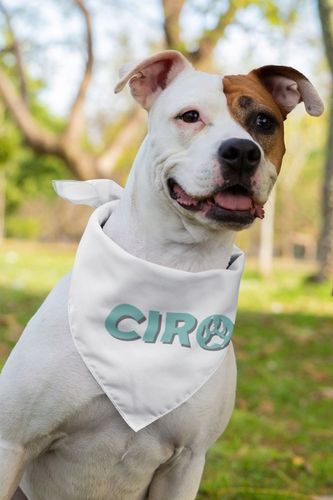 Karma sucha dla psa Ciro 10 kg wołowina wszystkie rasy Adult na Arena.pl