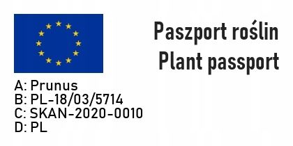 Śliwa RENKLODA ALTHANA 2-letnia NR1 NASZA ULUBIONA na Arena.pl