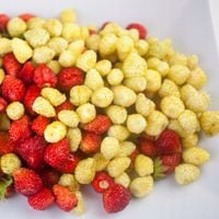 Poziomka bezrozłogowa YELLOW WONDER Żółta Słodka Owocuje do października P9