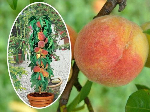 JABŁOŃ GRUSZA CZEREŚNIA WIŚNIA BRZOSKWINIA MORELA KOLUMNOWE PAKIET 6 na Arena.pl