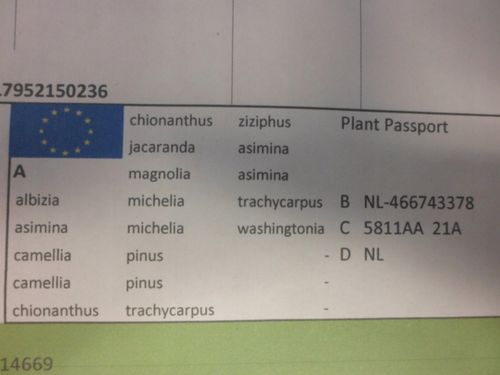 Sosna pinia pinus pinea 60-80cm C2 na Arena.pl