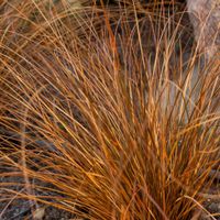 Turzyca włosista MILK CHOCOLATE Brązowa trawa Na rabaty Sadzonki P9